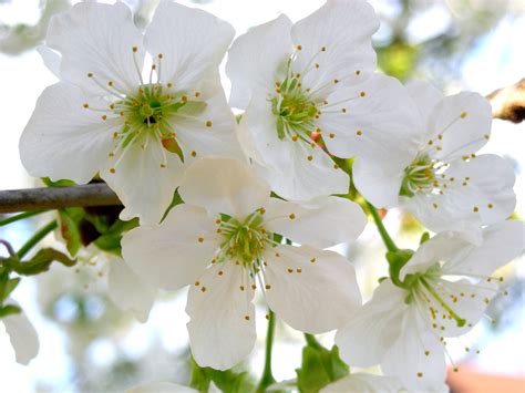cereja flor - flor zamioculca